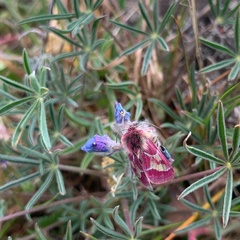 Schinia pulchripennis