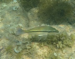 Lutjanus lemniscatus
