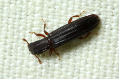 Colydiinae