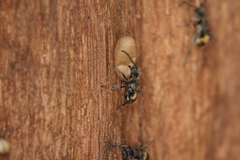 Polyrhachis aurea