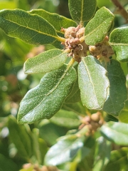 Quercus pacifica
