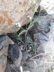 Dryopetalon runcinatum