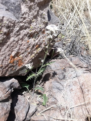 Dryopetalon runcinatum