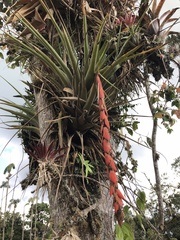 Tequendama Vriesea (Vriesea tequendamae)