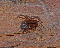 Steatoda nobilis