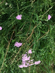Achillea roseo-alba