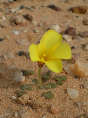 Oxalis bullulata