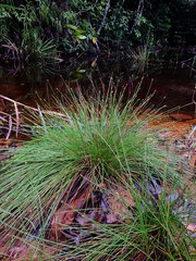 Eleocharis filiculmis