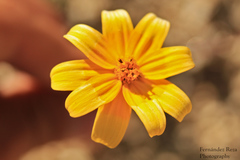 Bidens xanti