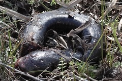 Siren intermedia