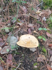 Lactarius sanguifluus