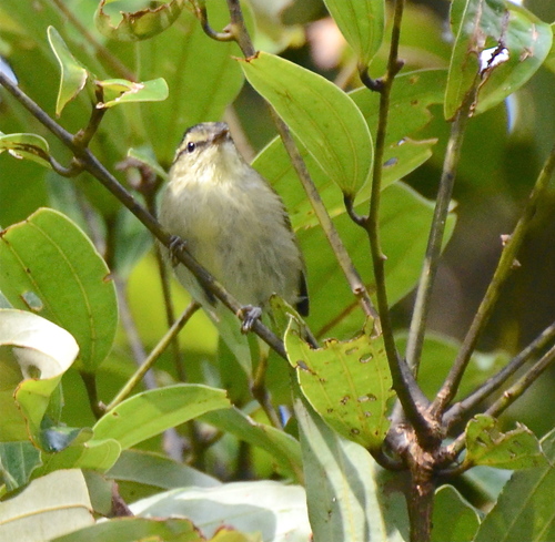 Mountain Leaf Warbler (Phylloscopus trivirgatus), photo 2