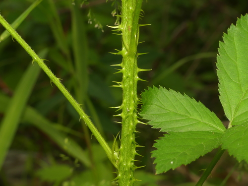 Morgantown blackberry (Rubus densissimus)