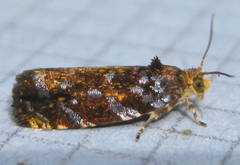 Olethreutes auricapitana