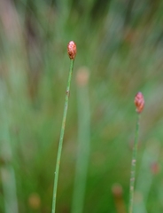 Eleocharis filiculmis