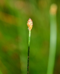 Eleocharis filiculmis