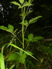 Rubus densissimus