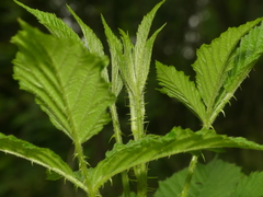 Rubus densissimus