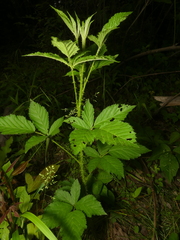 Rubus densissimus