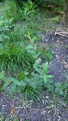 Calliandra parvifolia