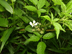 Rubus densissimus