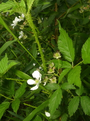 Rubus densissimus