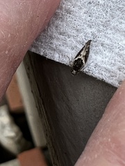 Telphusa sedulitella