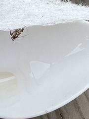 Telphusa sedulitella