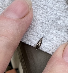 Telphusa sedulitella