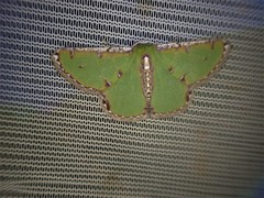 Eucyclodes buprestaria