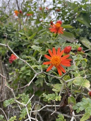 Pseudogynoxys chenopodioides