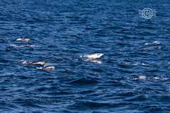 Stenella coeruleoalba