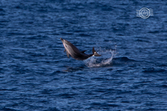 Stenella coeruleoalba