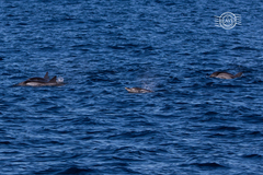 Stenella coeruleoalba