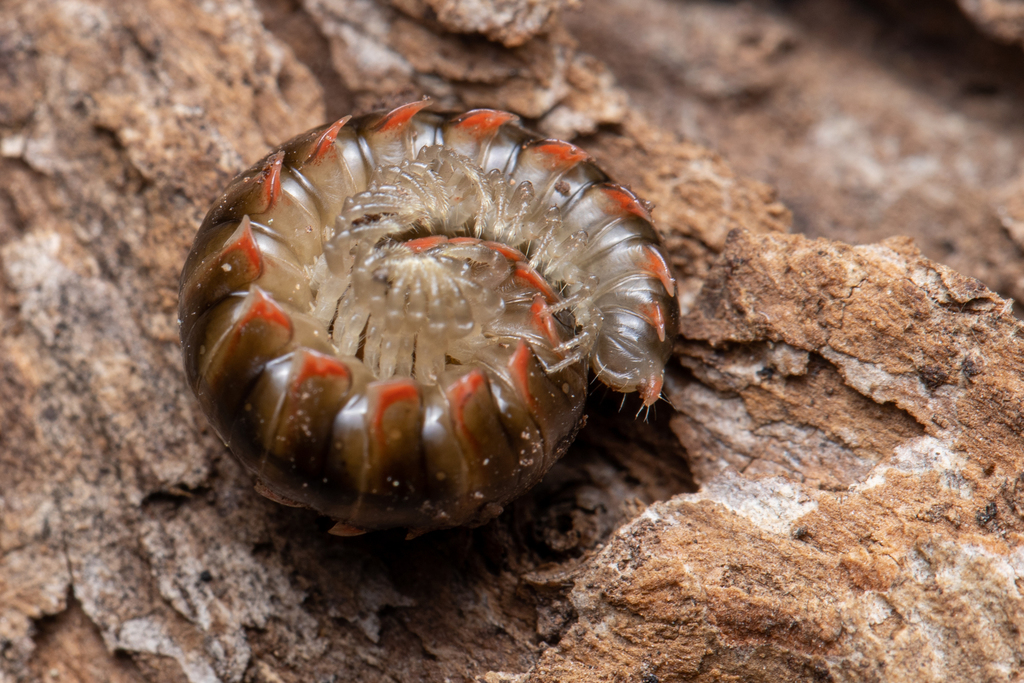 Swamp-Dwelling Twisted-Claw Millipede