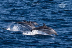 Stenella coeruleoalba