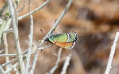 Callophrys mcfarlandi