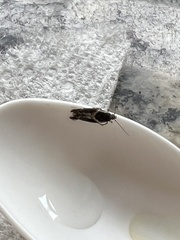 Telphusa sedulitella