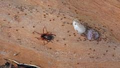 Steatoda nobilis