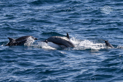 Stenella coeruleoalba
