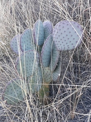 Opuntia santa-rita