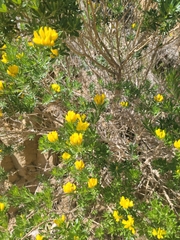 Genista linifolia