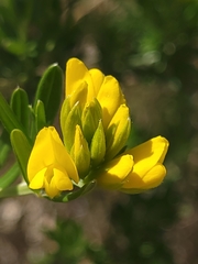 Genista linifolia
