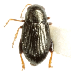 Chaetocnema densa