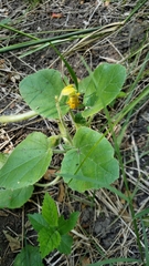 Ibicella lutea