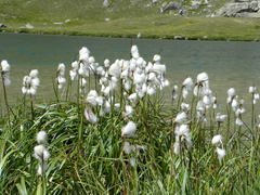 Eriophorum latifolium