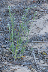 Cryptantha gracilis
