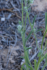 Cryptantha gracilis