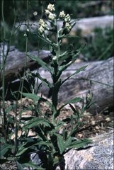 Pseudognaphalium viscosum