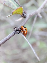 Plagiodera semivittata